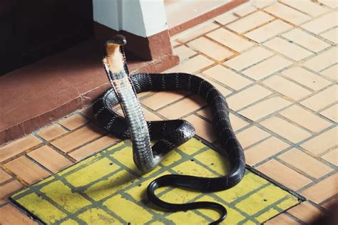 Mimpi di patok ular kobra WebNamun, tidak semua mimpi memiliki makna khusus atau harus dianggap sebagai peringatan